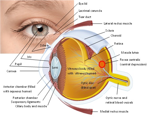 Diabetic Eye Screening